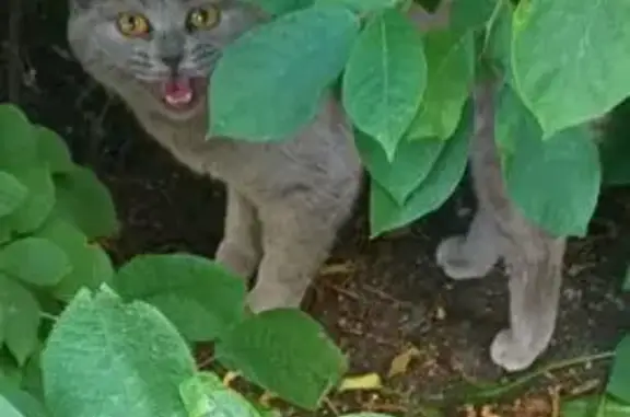 Кошка найдена: Парковая ул., 2, Тюмень