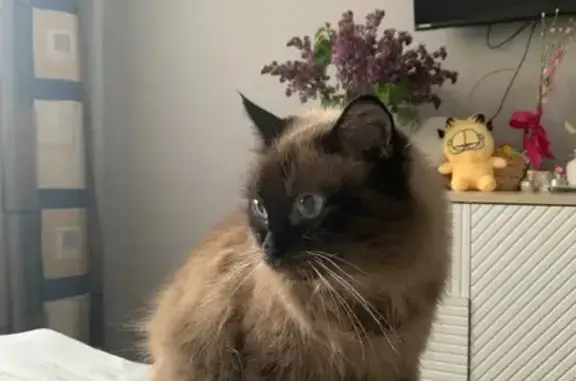 Кошки потеряшки, Курск, фото: Потеряшка кошка, ул. Гагарина, 23, Курск