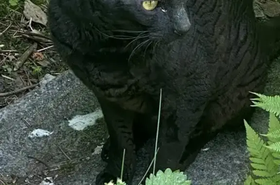 Кошка найдена на Советской, 65, Сосново
