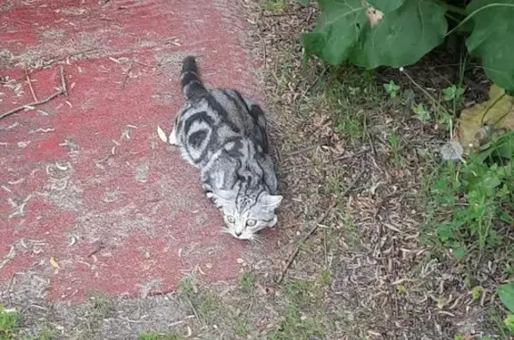 Кошка найдена: Революционная 30, Приволжск