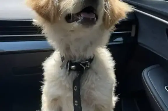 Щенок найден на ул. Петренко, 10, Ростов