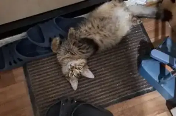 Кошки потеряшки, Казань, фото: Потеряшка кошка, пр. Победы, Казань