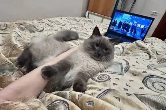Потерян кот на Челюскинцев, Астрахань
