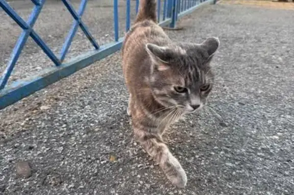 Найдена кошка, Хабаровск, фото: Кошка с желтым ошейником, Казачья Гора 13