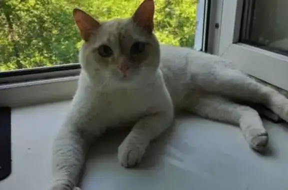 Пропала кошка, Северск, Первомайская 24