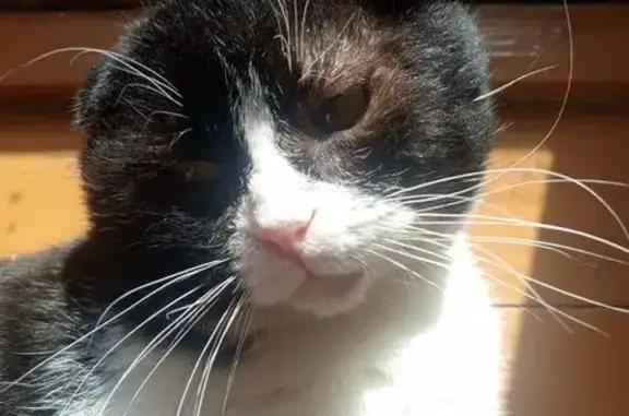 Объявления о пропавших и найденных животных, Уфа, фото: Пропала черная кошка, ул. Рыльского, 3