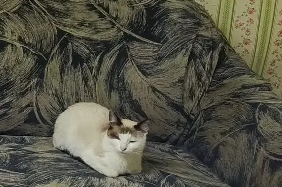 Кошки потеряшки, Епифань, фото: Потеряшка кошка, Пролетарская 14, Епифань