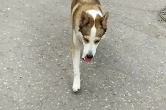 Найдена собака, Иваново, фото: Собака найдена, ул. Куконковых 141, Иваново