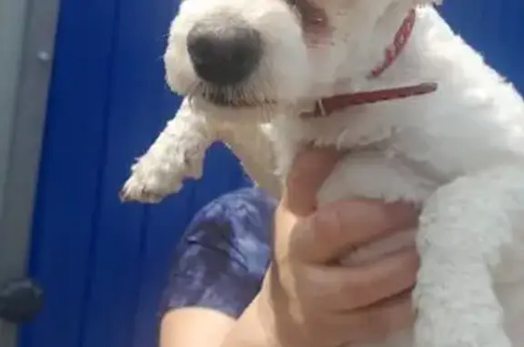 Собака найдена: ул. Писемского, 93, Волгоград