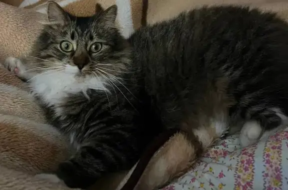 Кошки потеряшки, Брест, фото: Потеряшка кот на Влодавской улице, Брест