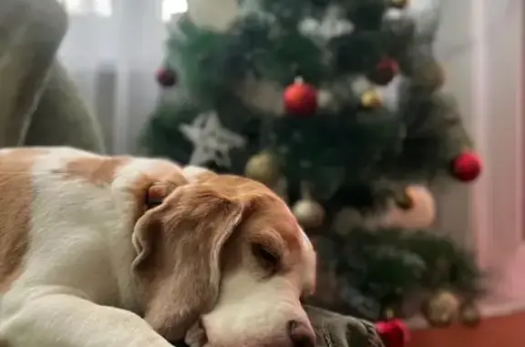 Потерянные животные Пенза, фото: Пропала собака, Санаторный пр., 8, Пенза