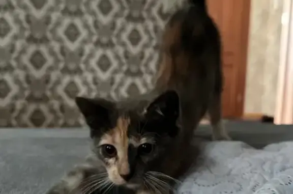 Найдена кошка, Быково, фото: Ласковая кошка в Быково, Спортивная ул.