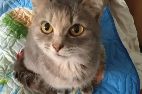 Найдена кошка, Иваново, фото: Найдена кошка, ул. Кудряшова, 123, Иваново