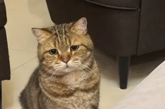 Кошки потеряшки, Подстёпки, фото: Потеряшка кот, Набережная ул. 156, Подстёпки