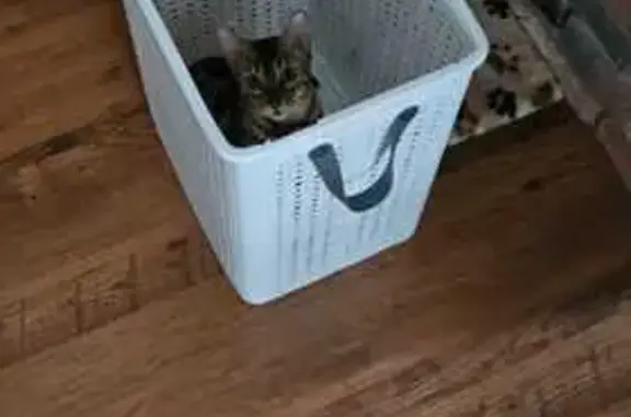 Кошки потеряшки, Москва, фото: Потеряшка кошка, 1-й Лихоборский пр., 119