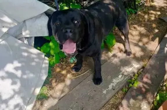 Лабрадор найден: Ульяновская обл., 73К-1435