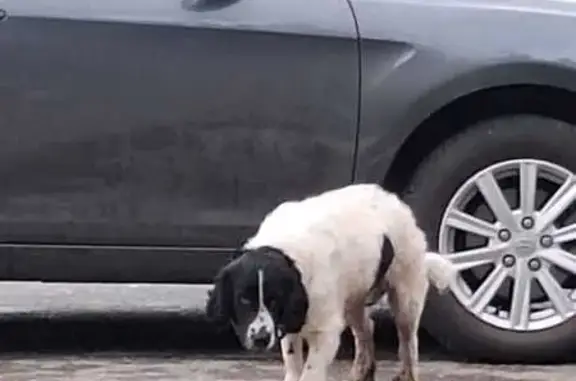 Найдена собака, Заводская пл., 47, Астрахань