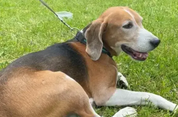 Сбита собака на Можайском шоссе, Москва