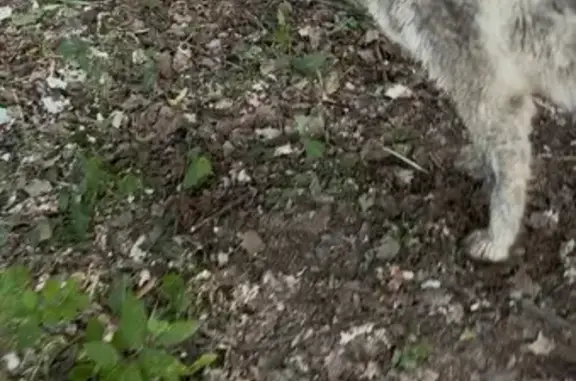 Собака найдена: Ботанический Спуск, 7