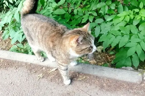 Найдена кошка, Воронеж, фото: Кошка найдена, ул. Берёзовая Роща, 70
