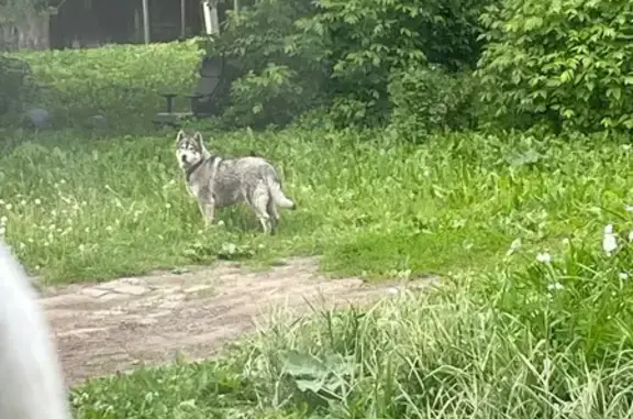 Собака найдена: Которосльной пер., 5, Ярославль
