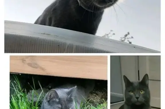 Пропал котик, Кооперативная ул., 11