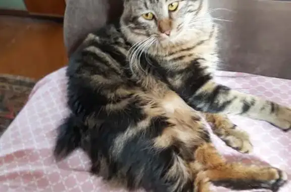 Пропала кошка, Ленинский, Тульская обл.