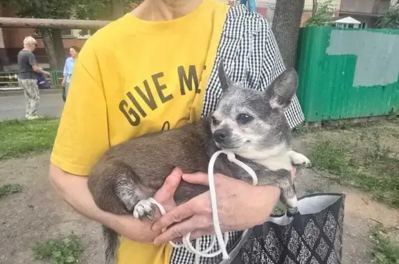 Чихуахуа найдена, пр. 9-й Пятилетки, 13