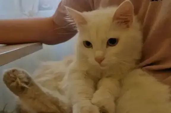 Пропала кошка, 2-я Хабаровская, 4А