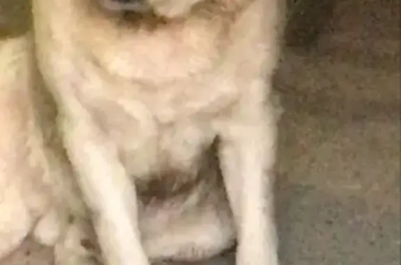 Собака найдена: Авангардная 171А, Казань