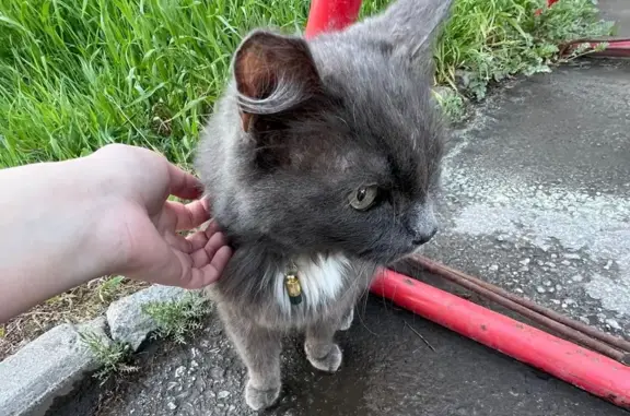 Кошка найдена на Иркутском тракте, 12