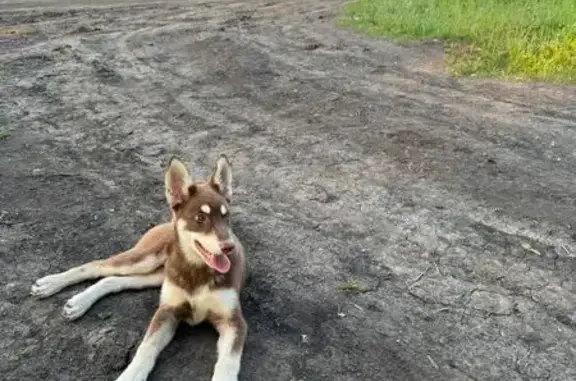 Найдена собака в Крутых Выселках, Тамбовская область