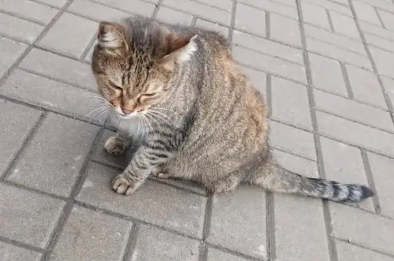 Найдена кошка, Санкт-Петербург, фото: Кошка найдена: Кузнецовская ул., СПб