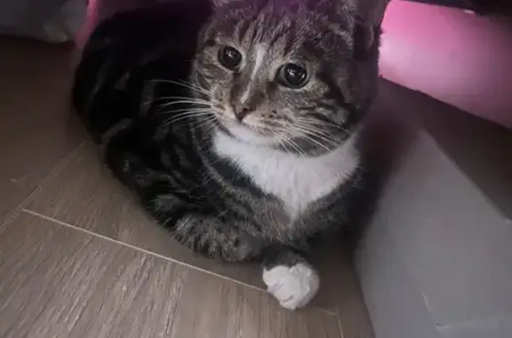 Кошка найдена на Озерковской наб., 14