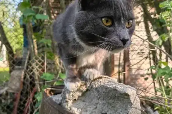 Найдена кошка, Московская область, фото: Найдена кошка, д. Морозово, МО