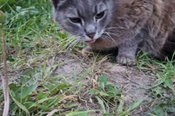 Найдена кошка, Рязанская ул., 11, Иваново