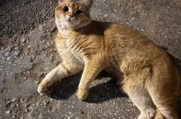 Кошка найдена: Казань, ул. Фучика, 135