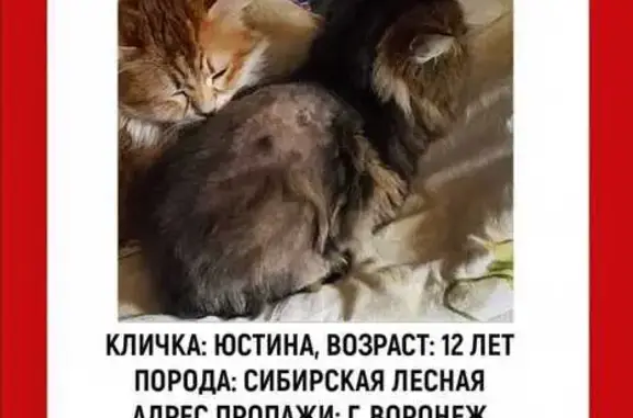Пропала кошка, ул. 3 Интернационала, 9