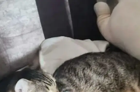 Пропала кошка, 12, Тучково
