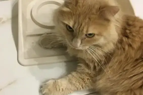 Пропала рыжая кошка, Южная, 10, Октябрьский