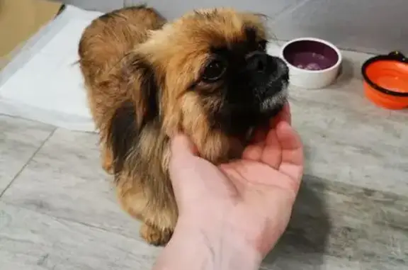 Найдена собака, Сластухинское с/п