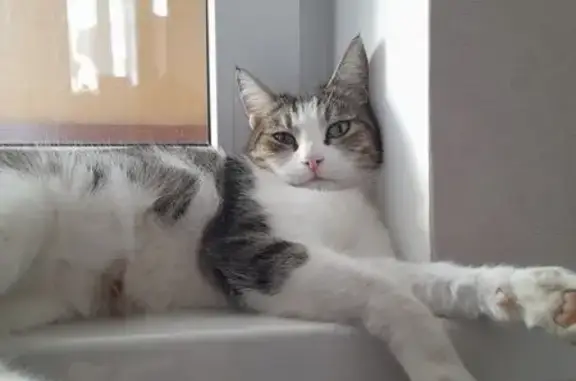 Кошки потеряшки, Каспийск, фото: Потеряшка кошка, ул. Магомеджанова 22, Каспийск