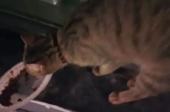 Найденные животные , фото: Кошка найдена: Алматинская область