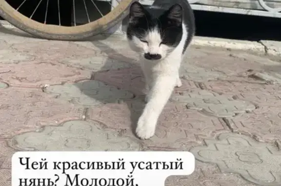 Кошка найдена, ул. Лермонтова, Якутск