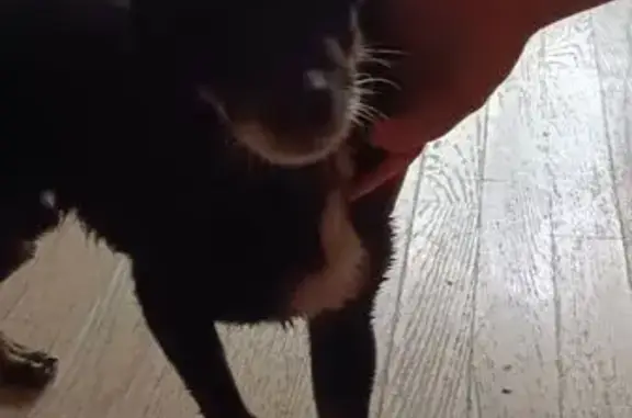 Чёрный пёс найден на Строителей, 66