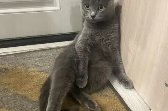 Кошки потеряшки, Снежинск, фото: Потеряшка кошка, ул. Победы 26, Снежинск