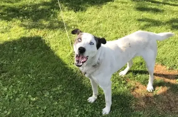 Найдена собака, Свердловская область, фото: Найдена собака в Свердловской области