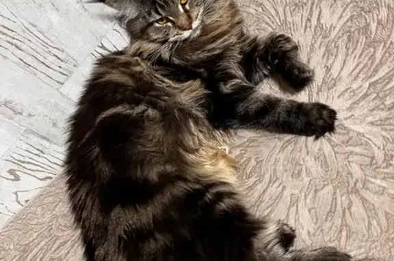 Кошки потеряшки, Бердск, фото: Потеряшка кошка, Комсомольская 27А, Бердск