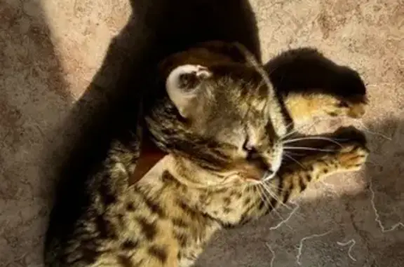 Пропала бенгальская кошка, ул. 9 Января, 8