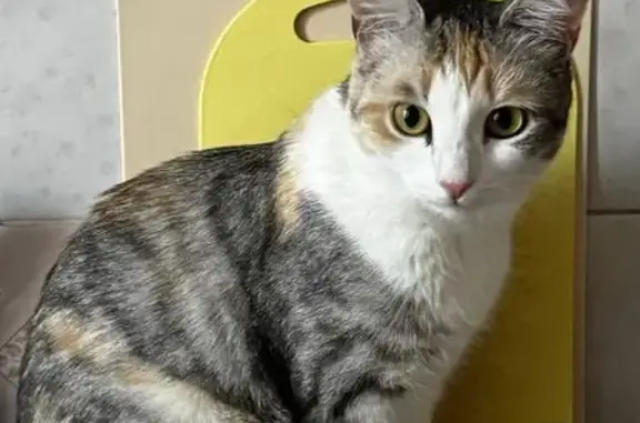 Кошки потеряшки, Саратов, фото: Потеряшка кошка, Мельничная ул. 65, Саратов